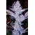 GMO Zkittlez F1 Regular, Фасовка: 8